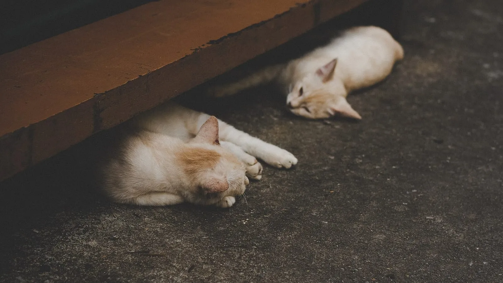 Two ginger cats asleep side by side on the floor